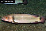 lugubria lugubris lugubria lugubris
