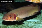 lugubria lugubris lugubria lugubris