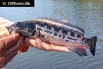 lugubria marmorata lugubria marmorata
