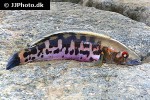 lugubria marmorata lugubria marmorata
