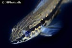 lugubria species tapajos cobra lugubria species tapajos cobra
