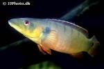lugubria species tapajos1 lugubria species tapajos1