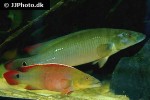lugubria species xingu1 lugubria species xingu1
