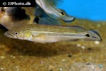 lugubria strigata lugubria strigata