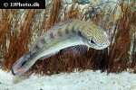 lugubria strigata lugubria strigata