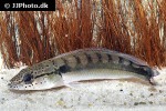 lugubria strigata lugubria strigata