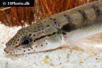 lugubria strigata lugubria strigata