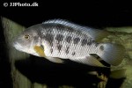 mesoheros atromaculatus mesoheros atromaculatus