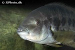 mesoheros atromaculatus mesoheros atromaculatus