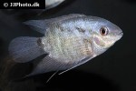 mesonauta guyanae mesonauta guyanae