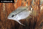mesonauta guyanae mesonauta guyanae