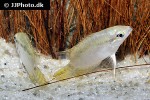mesonauta guyanae mesonauta guyanae