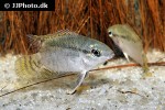 mesonauta guyanae mesonauta guyanae
