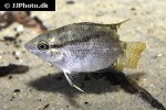 mesonauta guyanae mesonauta guyanae