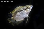 mesonauta guyanae mesonauta guyanae