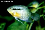 mesonauta insignis mesonauta insignis