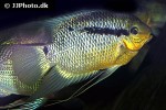 mesonauta insignis mesonauta insignis
