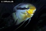 mesonauta insignis mesonauta insignis