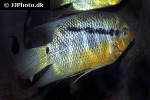 mesonauta insignis mesonauta insignis