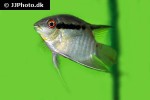 mesonauta mirificus mesonauta mirificus
