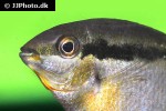 mesonauta mirificus mesonauta mirificus