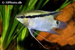mesonauta mirificus mesonauta mirificus