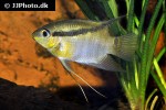 mesonauta mirificus mesonauta mirificus