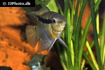 mesonauta mirificus mesonauta mirificus