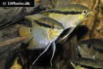 mesonauta mirificus mesonauta mirificus