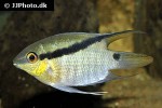 mesonauta mirificus mesonauta mirificus