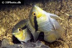 mesonauta mirificus mesonauta mirificus