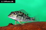 retroculus lapidifer retroculus lapidifer