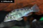 retroculus lapidifer retroculus lapidifer