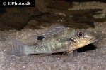 retroculus lapidifer retroculus lapidifer