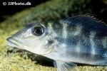 retroculus lapidifer retroculus lapidifer