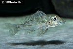 retroculus septentrionalis retroculus septentrionalis