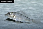 retroculus septentrionalis retroculus septentrionalis