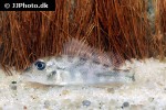 retroculus septentrionalis retroculus septentrionalis