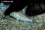 retroculus xinguensis retroculus xinguensis