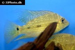 satanoperca acuticeps satanoperca acuticeps