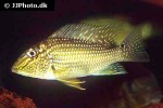 satanoperca leucosticta satanoperca leucosticta