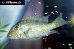 satanoperca leucosticta satanoperca leucosticta