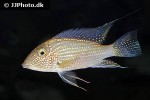 satanoperca leucosticta satanoperca leucosticta