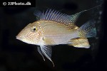 satanoperca leucosticta satanoperca leucosticta