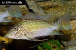satanoperca leucosticta satanoperca leucosticta
