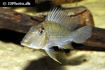 satanoperca mapiritensis satanoperca mapiritensis