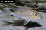 satanoperca mapiritensis satanoperca mapiritensis
