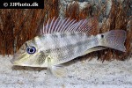 satanoperca mapiritensis satanoperca mapiritensis