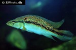 saxatilia albopunctata saxatilia albopunctata