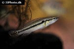 saxatilia brasiliensis saxatilia brasiliensis